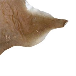 Skins/Hides: cow hide, adult hide rug with brown and white pattern, together with a pair of buffalo horn 