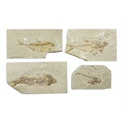  Four fossilised fish (Knightia alta) each in an individual matrix, age; Eocene period, location; Green River Formation, Wyoming, USA, largest matrix H9cm, L17cm