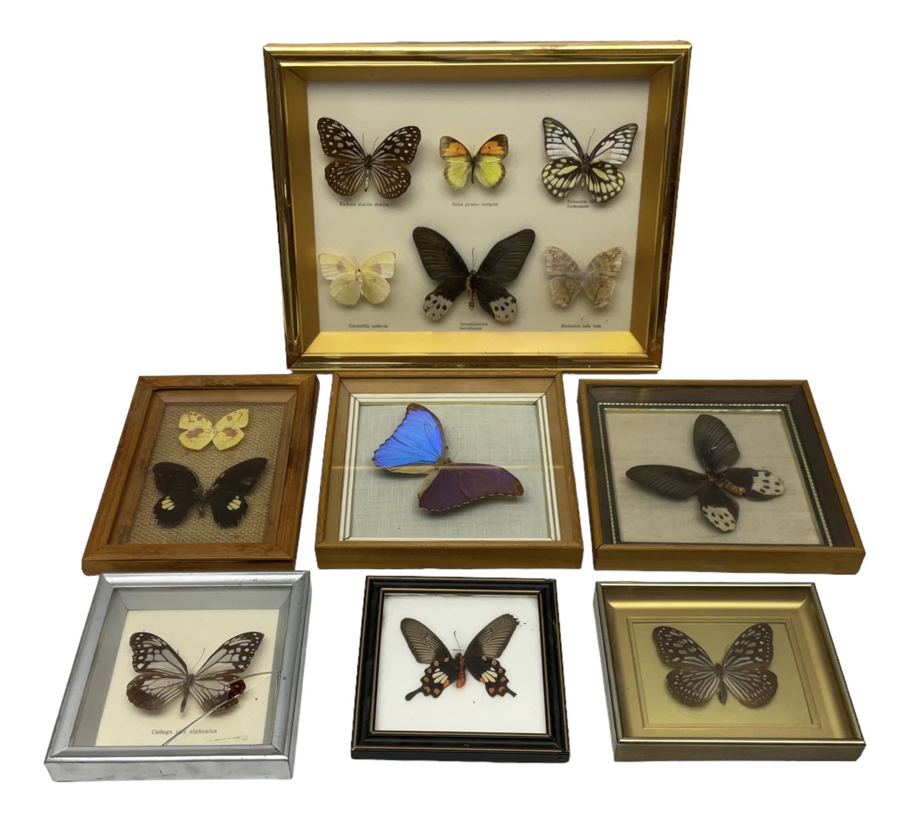 Entomology; seven framed displays contain thirteen specimens of butterflies, to include Radens Similis, Lxias Pyrene Insignis, Morpho anaxibia etc