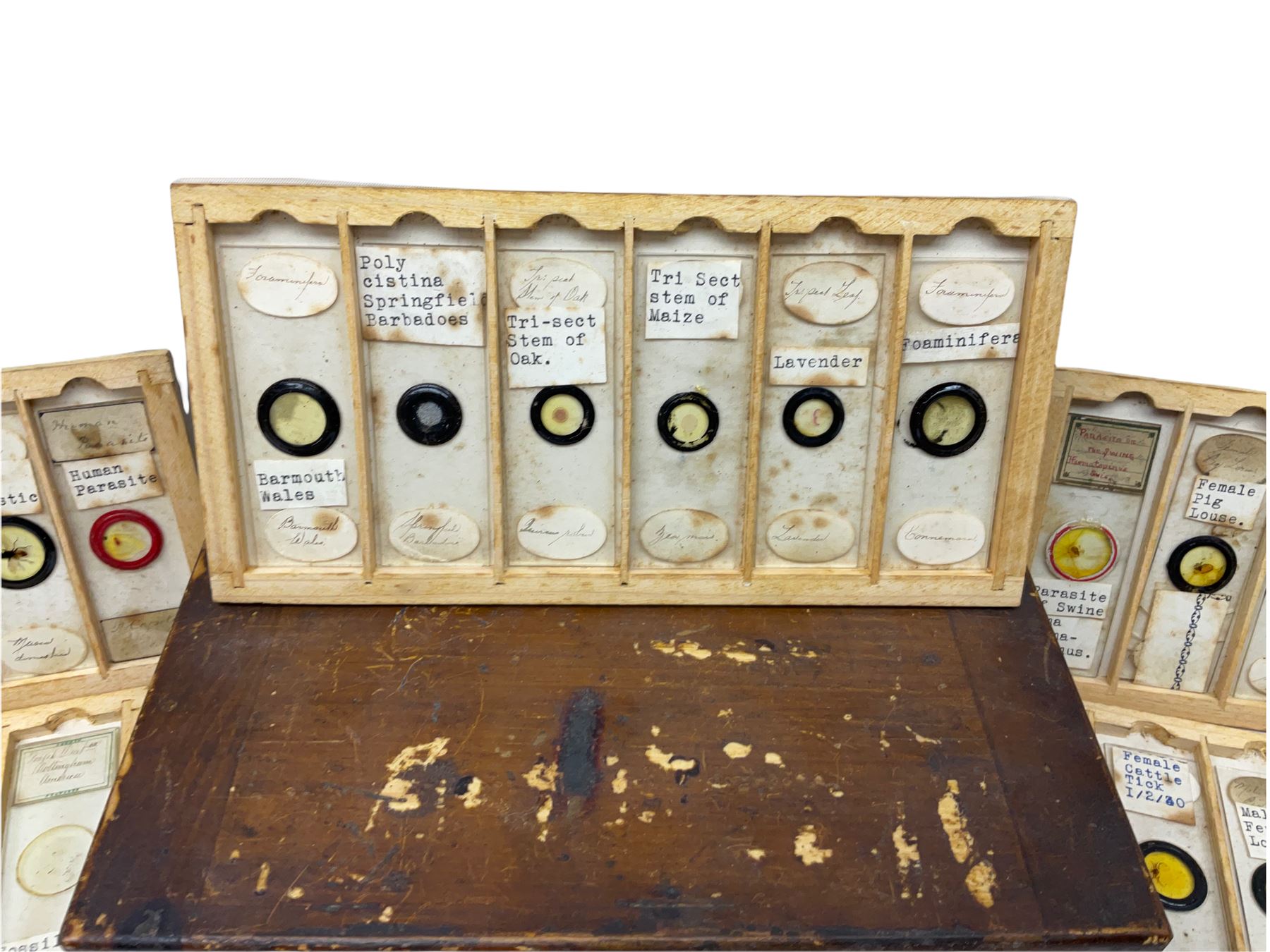 19th century and later, thirty-six microscope slides, to include entomology and plant specimens; cased    