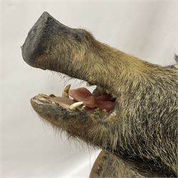 Taxidermy: European Wild Boar (Sus scrofa), adult male shoulder mount looking straight ahead mouth agape, mounted upon a wooden shield, D52cm