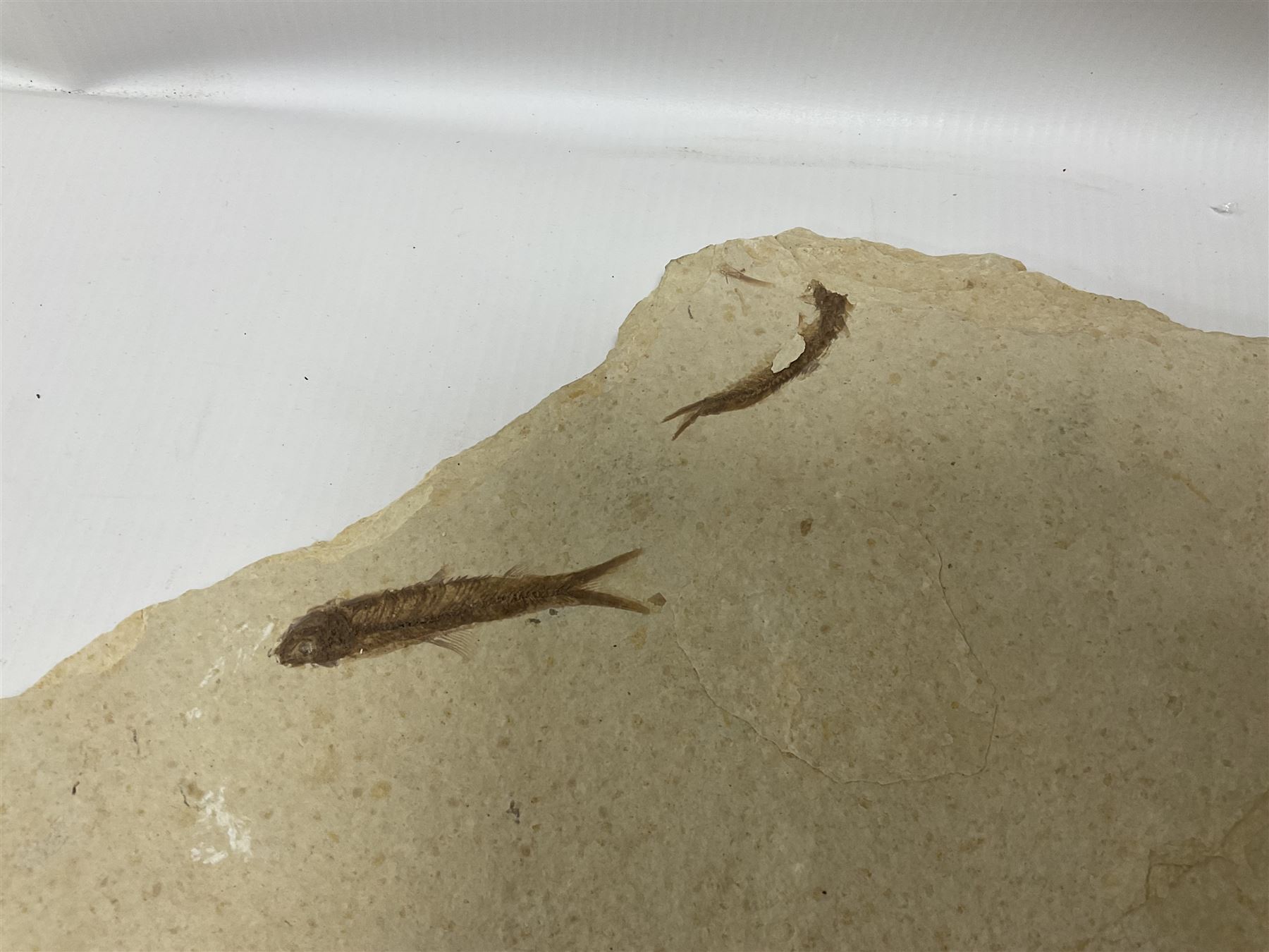 Fossilised fish group in a single matrix; shoal of fossilised fish (Knightia alta), age; Eocene period, location; Green River Formation, Wyoming, USA, matrix L71cm, H46cm
