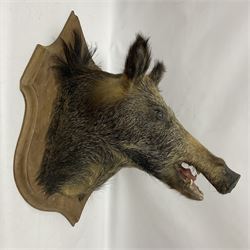 Taxidermy: European Wild Boar (Sus scrofa), adult male shoulder mount looking straight ahead mouth agape, mounted upon a wooden shield, D52cm