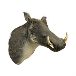 Taxidermy: A Common Warthog (Phacochoerus africanus), a large adult head mount looking straight ahead, D50cm