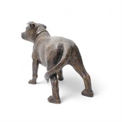 Leonardo - Large 20th century bronze figure of a Staffordshire Terrier L43cm