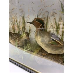 Taxidermy: pair of Green Wing Teal Ducks (Anas Carolinensis), hen and drake, in naturalistic setting, detailed with rockwork and long grasses, set against a painted light blue backdrop, encased within an ebonised single pane display case, with taxidermist paper label verso detailed E Allen & Co No 20 Stonegate York, H47cm L68.5cm D18.5cm