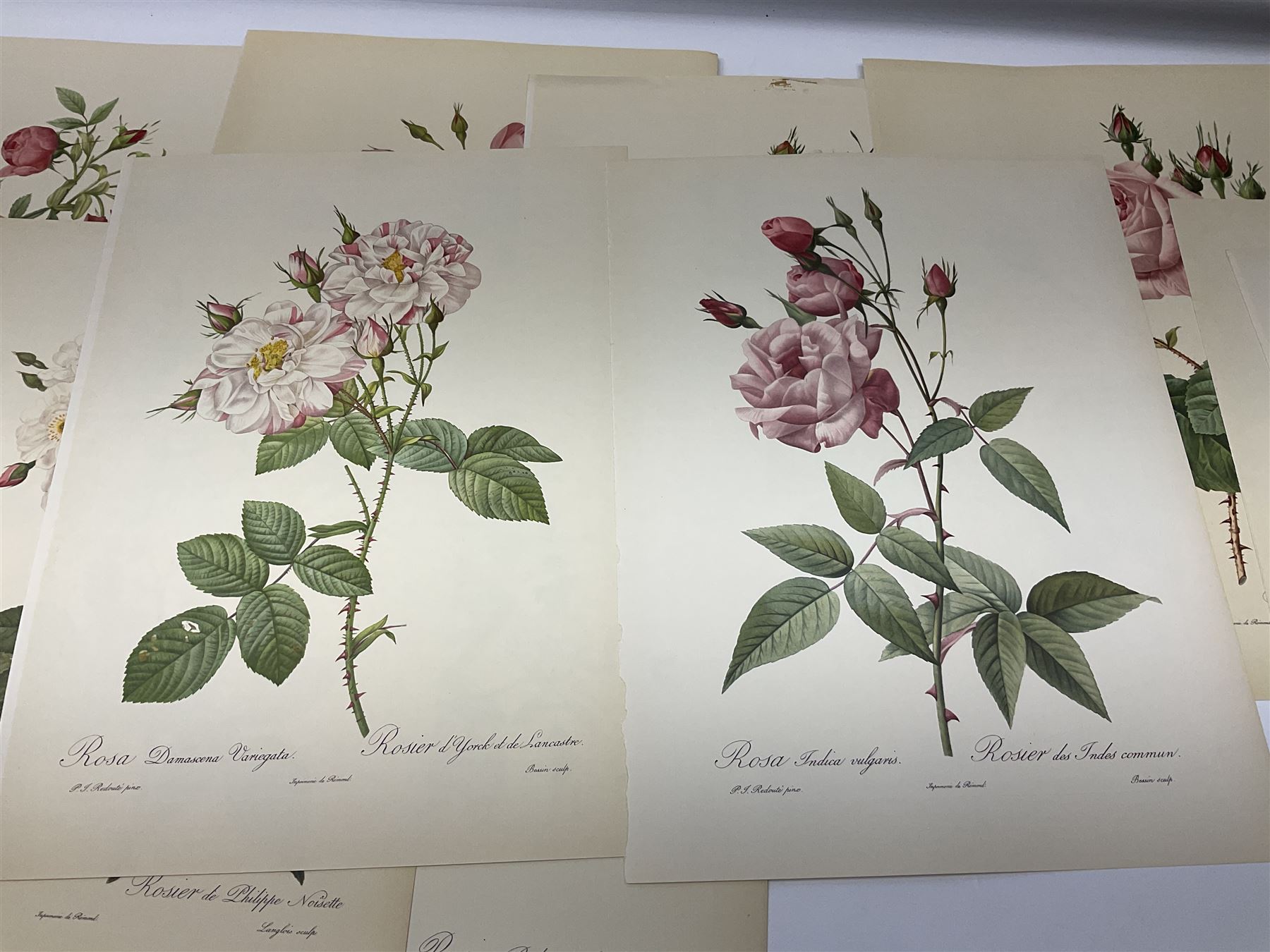 Pierre-Joseph Redoute; two copies of Roses 2, published by The Ariel Press, London 1956, containing coloured plates 