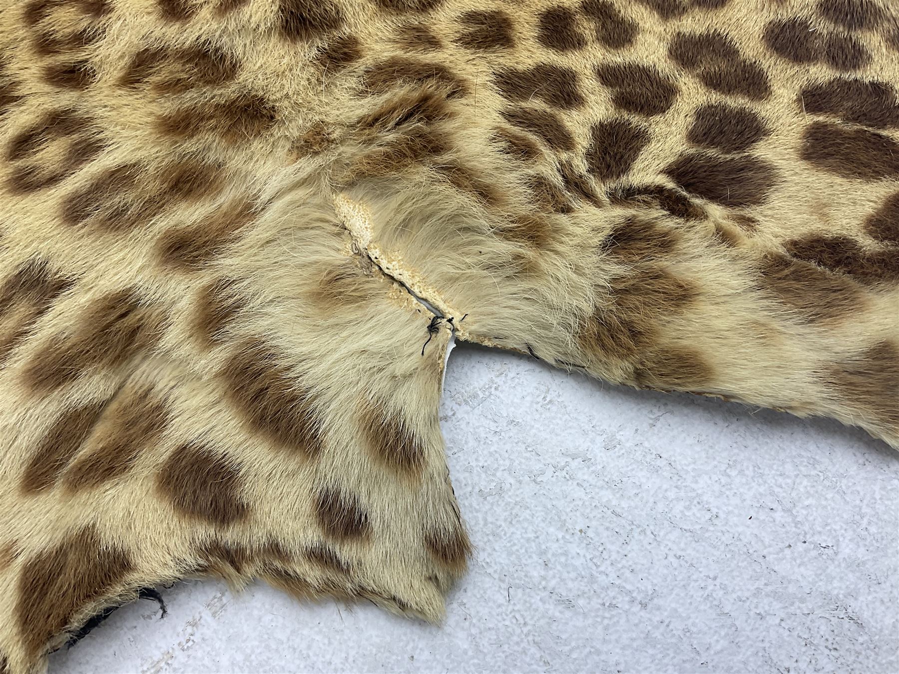 Taxidermy: Early 20th century Indian leopard (Panthera pardus fusca), adult skin rug with head mount, mouth agape, with limbs outstretched, nose to tail L156cm