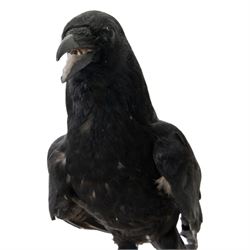 Taxidermy; Carrion Crow (Corvus corone), full adult mount perched upon a sheep skull upon a rectangular base, H39cm