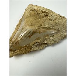 Megalodon (Otodus Megalodon) tooth fossil, with fine serrations, in matrix age; Miocene period location; Java, Indonisia, H12cm, W12cm 
Notes; Believed to have grown as large as 18 metres, the Megalodon was the largest shark and one of the most dominant marine predators ever to have existed. It roamed the ancient seas for around 20 million years until their extinction around 3.6 million years ago. Megalodon teeth vary in colour and ton. influenced and coloured over the millennia by the conditions in which they are preserved