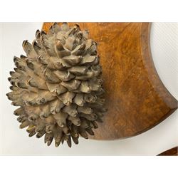 Pair of Pinus Coulteri cones, mounted upon Victorian ash shields, with a printed label verso 'Plants for Naming - Mr. C. Watney, of Watford, sent a splendid specimen of Pinus Coulteri from a tree 60 to 70 feet, having a girth of 9 feet 6 inches at 5 feet from the ground, the heaviest cone of which weighed 3 lb. (P. Coulteri is figured in The Gardener's Chronicle, 1885, March, p.415, figs. 73,74...', bearing Christie's lot labels, H36cm