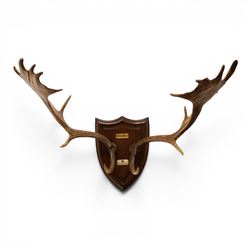 Antlers/Horns - pair of Fallow deer (Dama dama) antlers, mounted on wooden shield, with Ar...