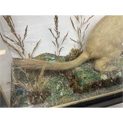 Taxidermy: Red Squirrels (Sciurus vulgaris), full adult mount, climbing a small cut tree stump, in a naturalistic setting, encased within a single pane display case, together with cased Ermine ((Mustela erminea), full adult mount, in a ebonised single pane display case, squirrel case, H35cm, L38cm