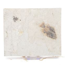 Fossilised fish (Knightia alta); freshwater fish in single matrix from the prehistoric sys...