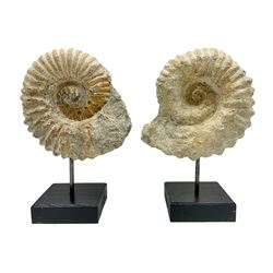 Pair of ammonite fossils, each individually mounted upon a rectangular wooden base, age; Cretaceous period, location; Morocco, H19cm