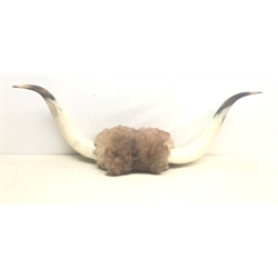  Taxidermy - Pair of polished Highland cow horns, L102cm   