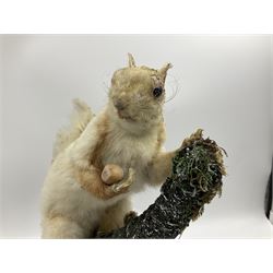 Taxidermy: Victorian cased Red Squirrel (Sciurus vulgaris), full mount holding a hazelnut, upon naturalistic ground, enclosed beneath a period oval glass dome with ebonised base, raised upon four bun feet H44cm D15cm W24cm