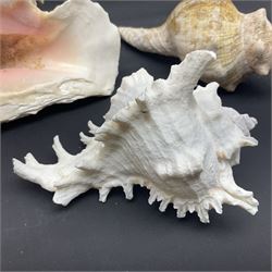 Conchology: selection of conch shells, to include horned examples, largest H17cm, L24cm