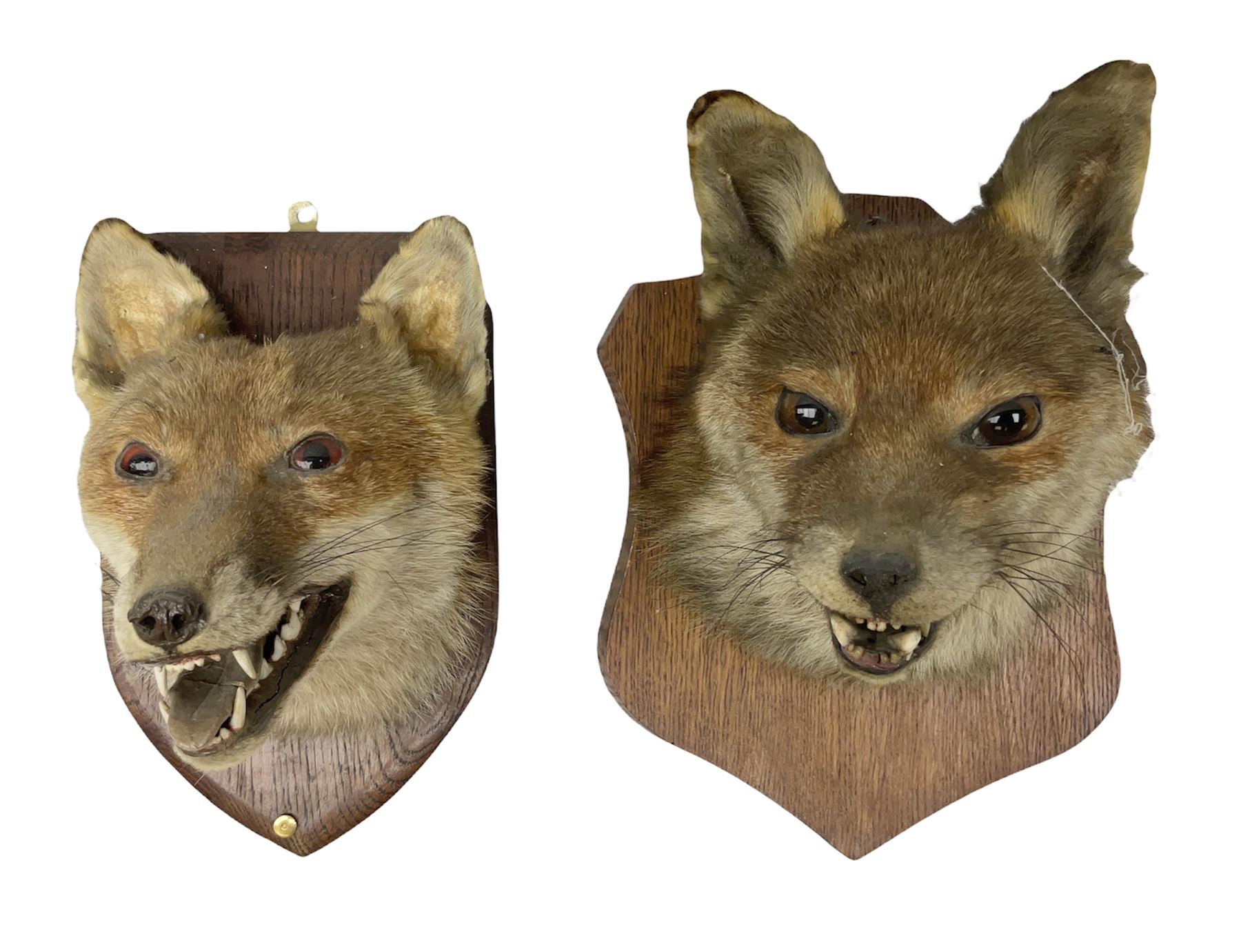 Taxidermy: Two Red fox mask (Vulpes vulpes), one with mouth agape bearing teeth, the other mouth open head turned to the left, both mounted upon wooden shields, largest example H26cm 