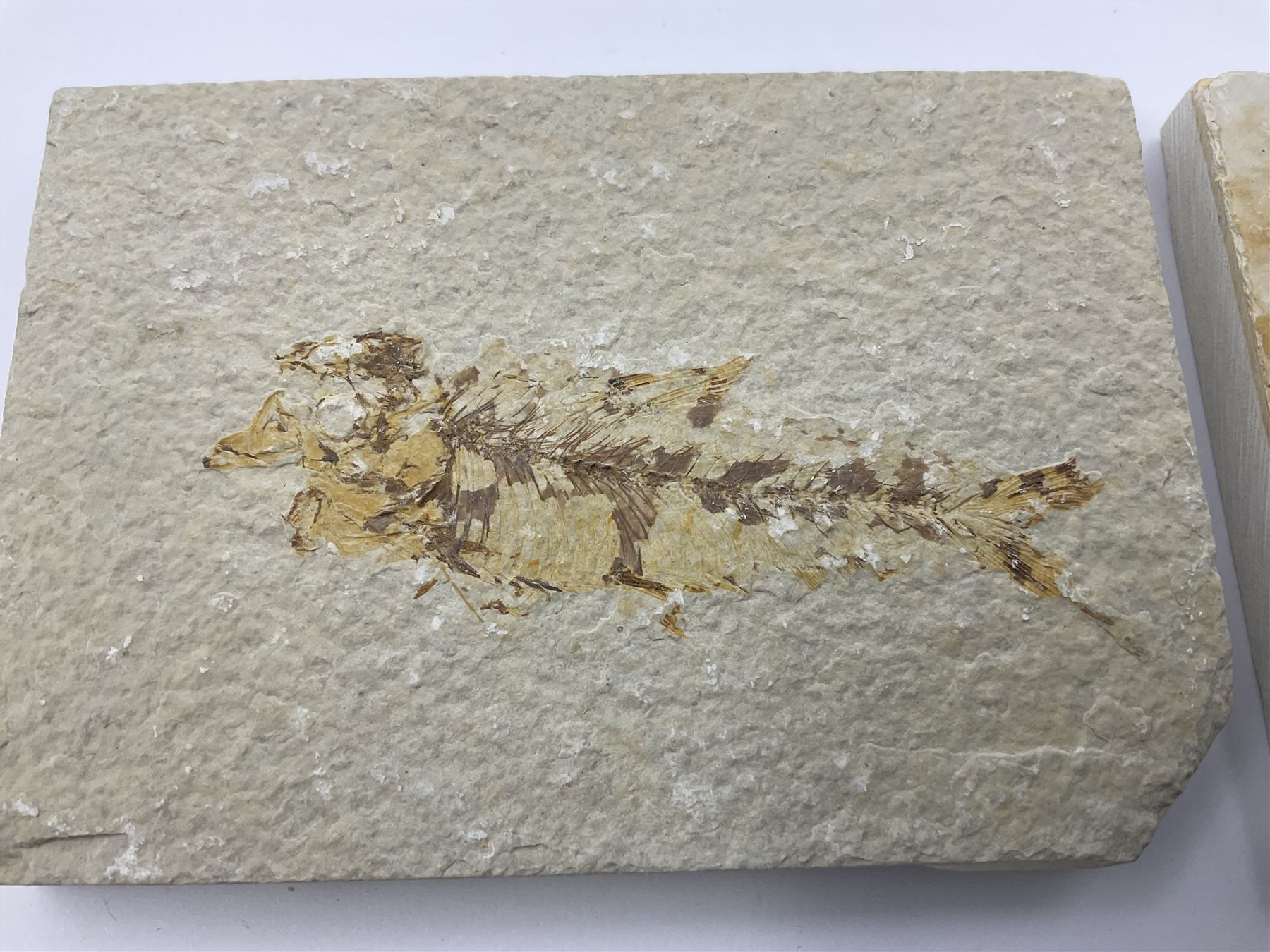 Four fossilised fish (Knightia alta) each in an individual matrix, age; Eocene period, location; Green River Formation, Wyoming, USA, largest matrix H7cm, L12cm