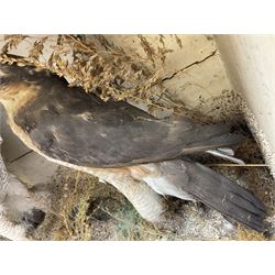 Taxidermy; Victorian cased pair of Sparrowhawks (Accipiter nisus), male and female full mounts, on a naturalistic setting, encased within an ebonised single pane display case, H40, W47cm, D19.5cm