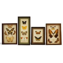 Entomology; four framed displays of various species of butterflies, including Heliconius, ...
