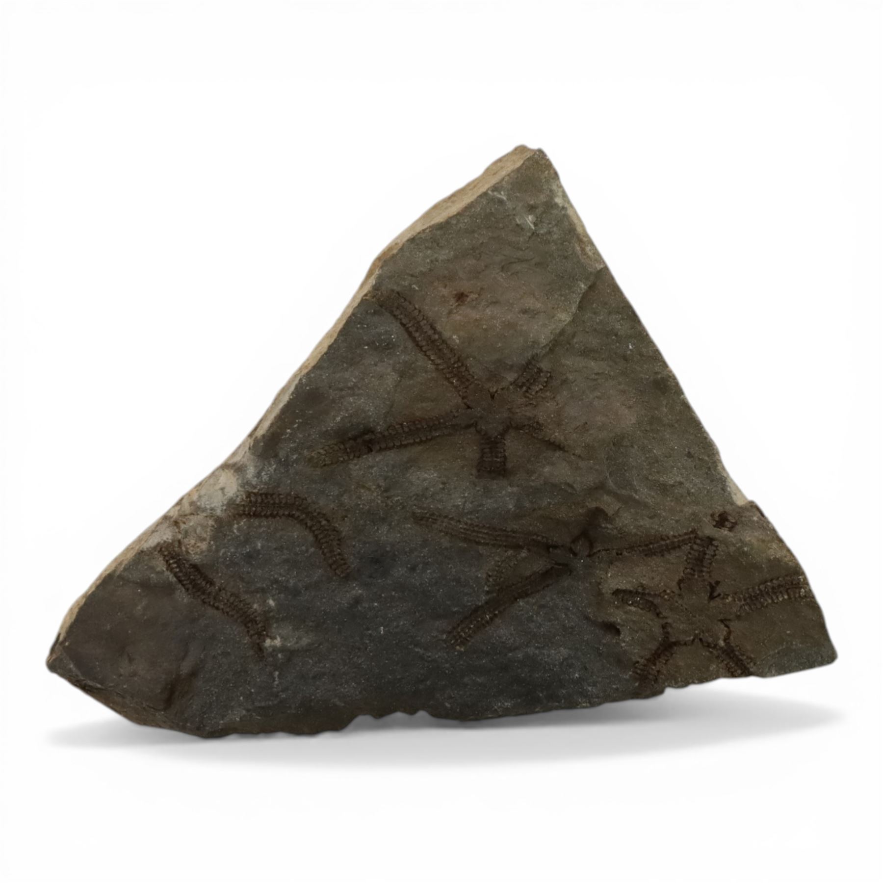 Five starfish fossils, comprising Lapworthura sp age; Ordovician period, location Dorset England, Lapworthura miltoni, age; Silurian period location; Ludlow Shropshire, England, Ophuriodea sp age; Ordovician period, location; Atlas Mountain Morocco, Asteroid sp. age; Ordovician period, location Atlas Morocco and Ophioderma egertoni, age; Jurassic period, location; Dorset Coast England  