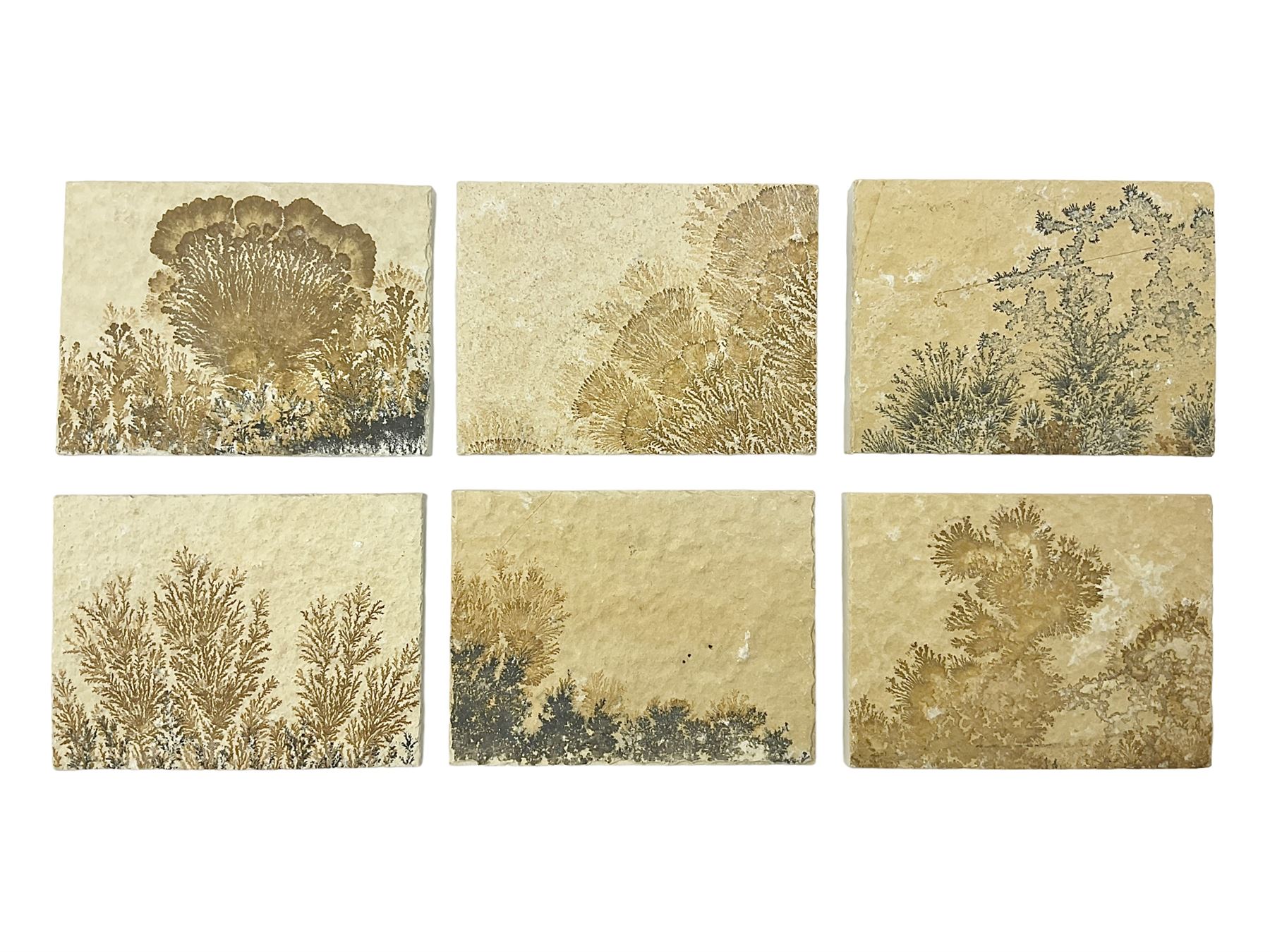 Six dendrite crystals each in an individual sandstone plaque, each plaque H6cm, L8cm