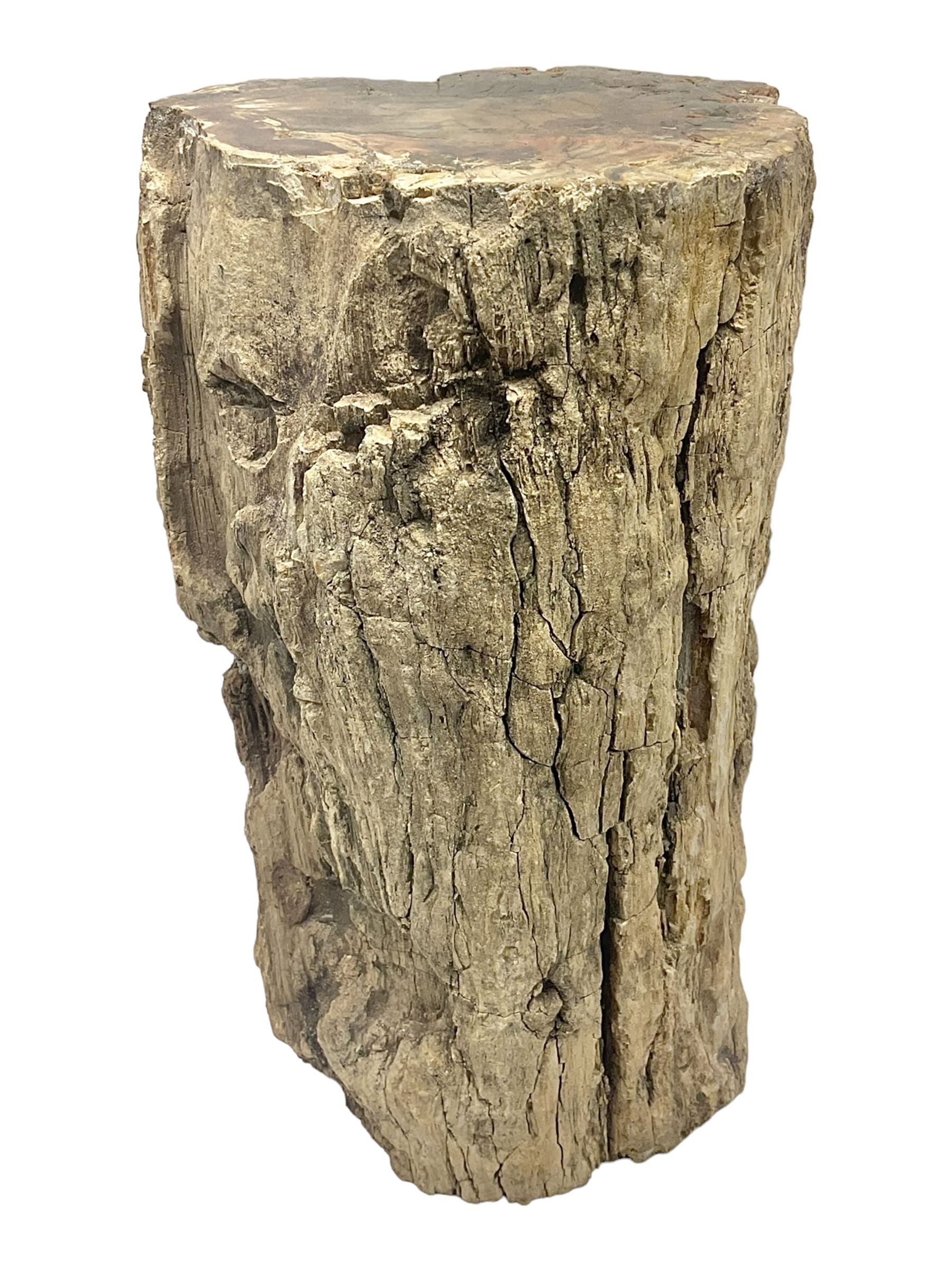 Petrified wood tree trunk/ branch, sliced in cross-section and polished to one side to reveal an array of colours, with textured edge, H40cm, D17cm