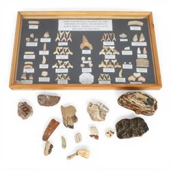 Framed display of Fish and Reptile Fossils of the Phosphate Mines or Morocco, together wit...