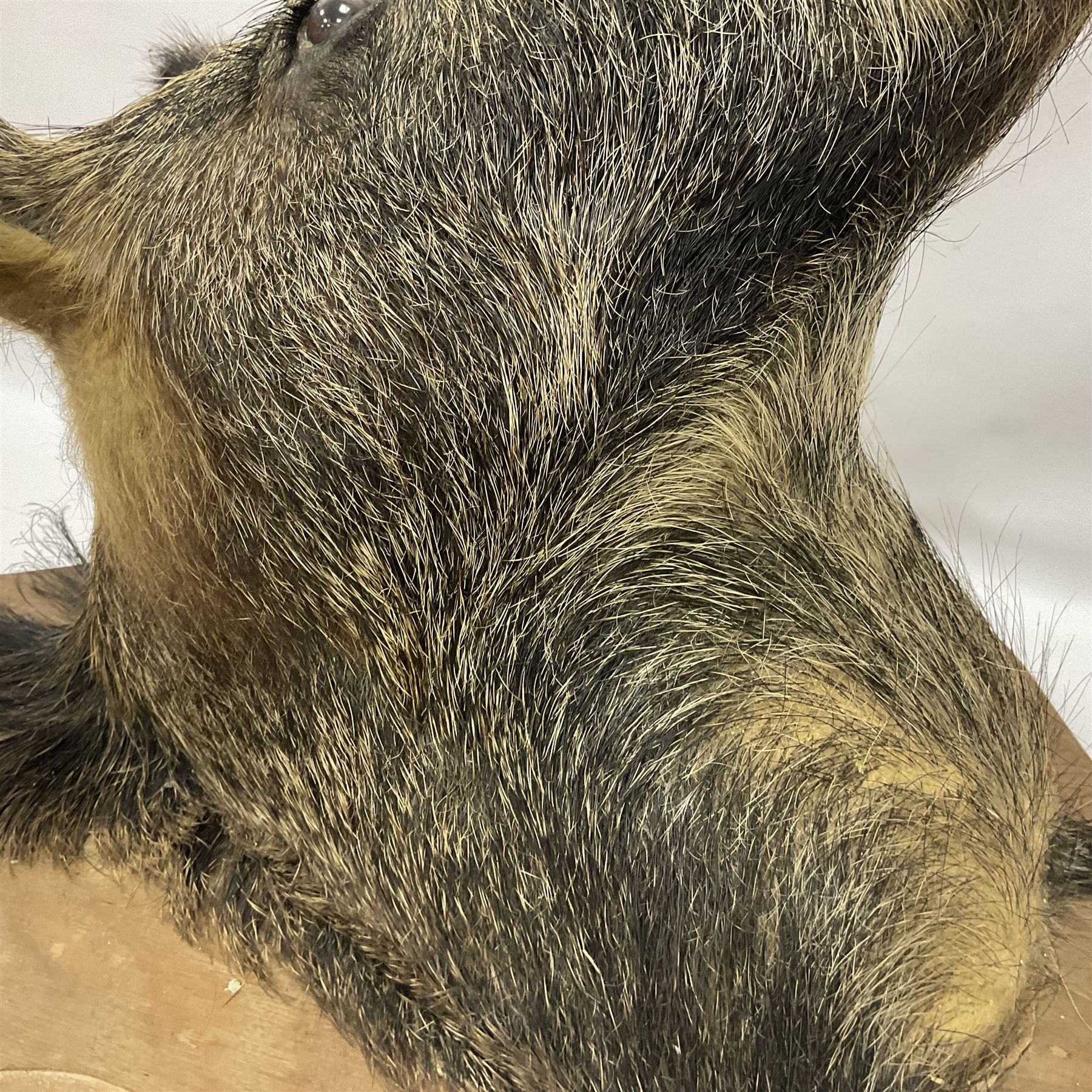 Taxidermy: European Wild Boar (Sus scrofa), adult male shoulder mount looking straight ahead mouth agape, mounted upon a wooden shield, D52cm