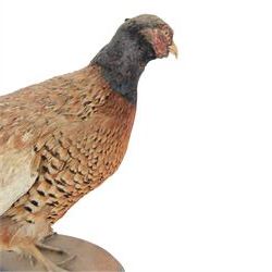 Taxidermy: Cockerel (Gallus gallus domesticus), full adult mount with head turning slightly to the right, on open display, together with taxidermy Pheasant (Phasianus colchicus), full adult male mount on open display, cockerel H43cm 