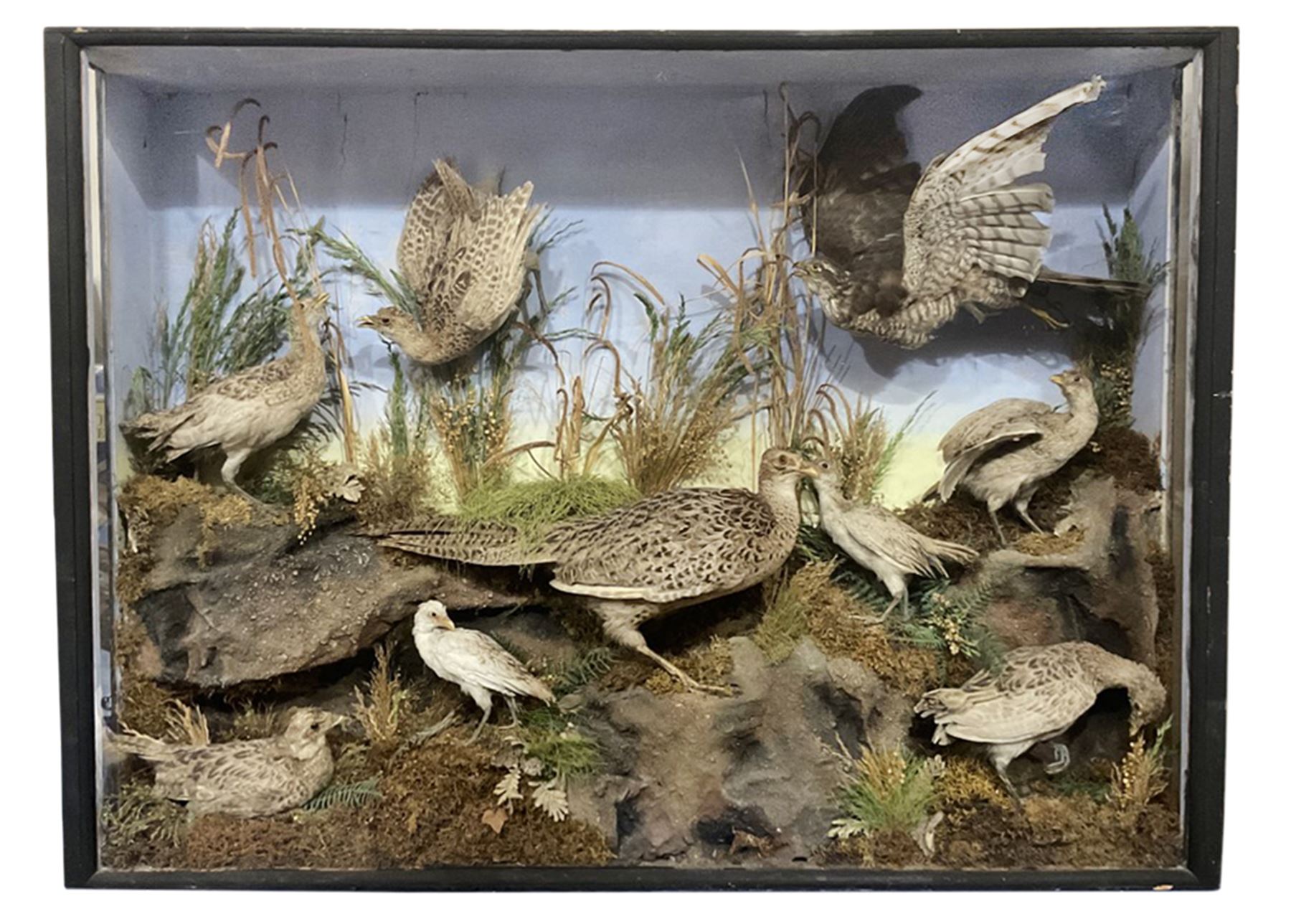 Taxidermy: Late Victorian Diorama of Pheasants and a Sparrowhawk, depicting Ring-necked Pheasants (Phasianus colchicus), a female with her chicks, a full mount adult female Sparrowhawk (Accipiter nisus) above in flying position, all mounted in a naturalistic setting of mosses, branches and tall grasses, on faux rock base, set against a blue sky painted backdrop, enclosed within a large ebonised three-glass display case, H79.5cm, W107cm
