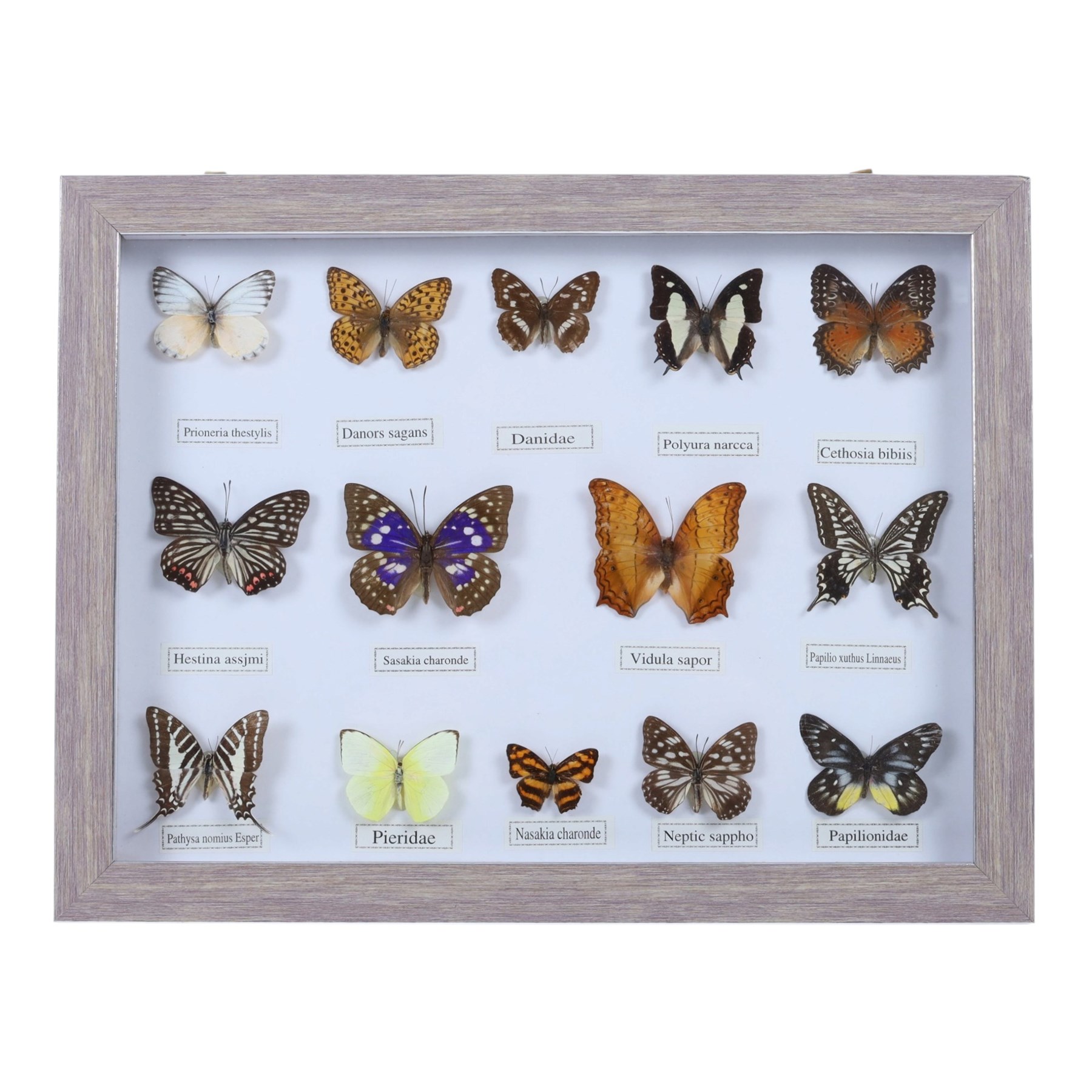 Entomology;  framed butterflies including Vidula sapor, Danidae, Cethosia Bibiis etc, H33cm, L43cm 