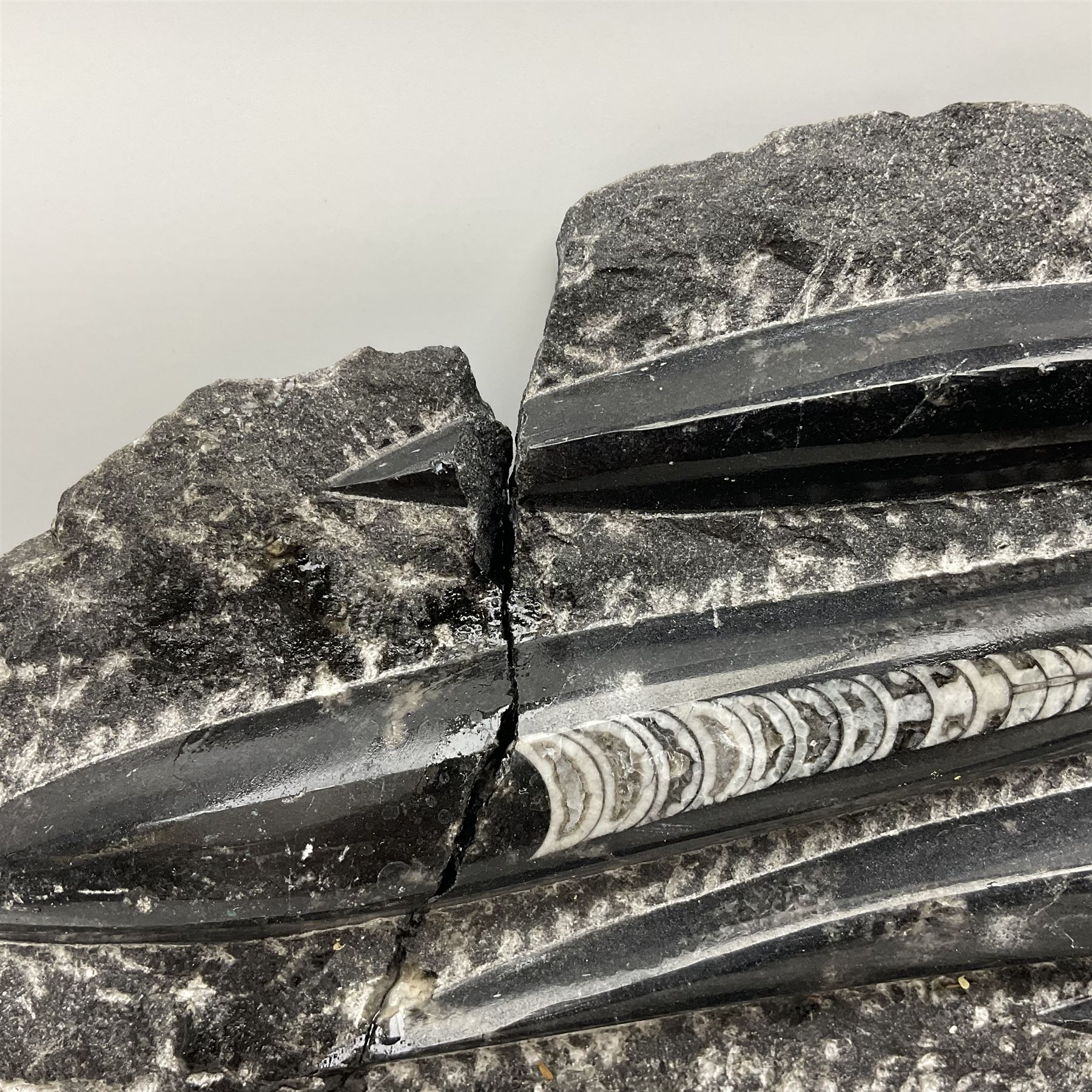 Orthoceras fossil group, age: Devonian period, H33cm, L30cm