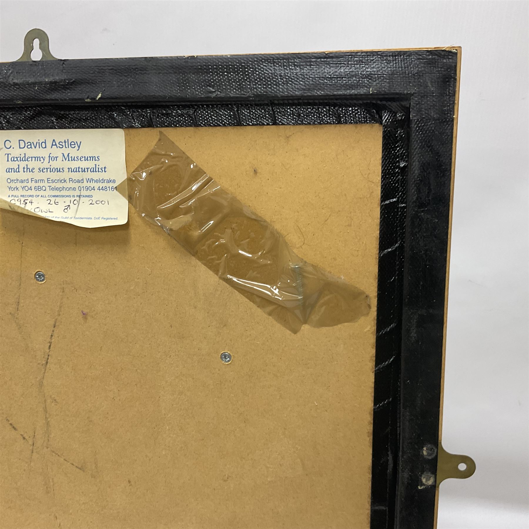 Taxidermy: Wall Mounted Barn Owl (Tito alba), dated 2001, by David Astley, Taxidermist, York, a high quality full mount adult male with head turning to the right, perched upon a short wooden beam, set against a faux brick back drop, width 50cm x height 55cm overall, bearing taxidermist's full paper trade label verso.
with Cites Article 10 (non transferable) licence no.24GBA102LOMN1 Cause of death RTA - 2001. This specimen would require a re-export licence to export from the UK, an import permit would be required into your chosen country, this is the responsibility of the buyer alone, David Duggleby Auctioneers and Valuers do not offer any onward re-export or import licences.