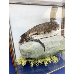 Taxidermy: 20th century Cased Red Throated Diver (Gavia stellata), mounted upon a simulated rock detailed with seaweed and muscles, set against a painted sky backdrop, encased within a five pane display case upon frame mount, with taxidermist paper label verso detailed David Astley Taxidermist, H53cm L58cm D25cm 