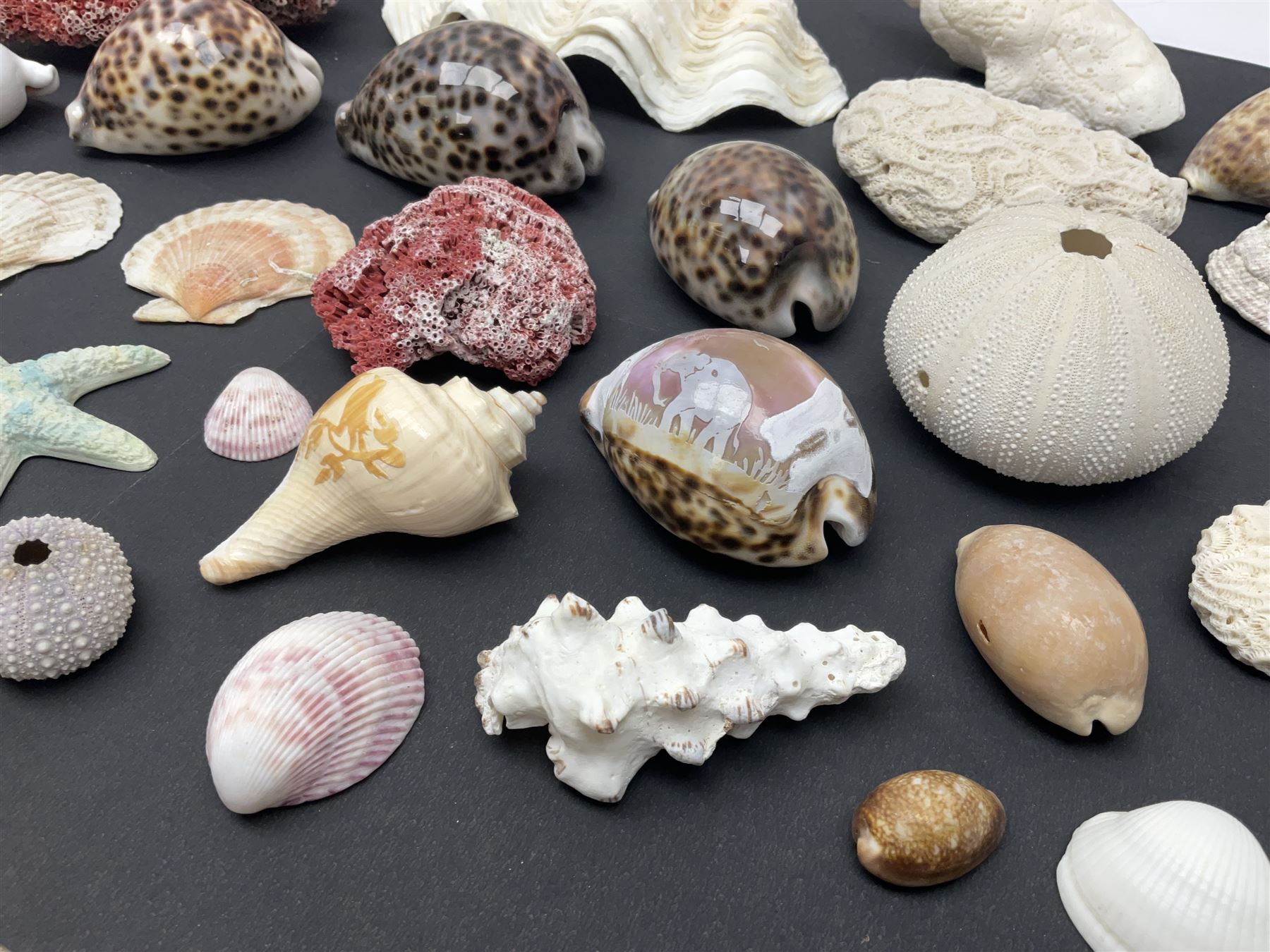 Conchology: collection of dried coral specimens together with a large collection of shells including cowrie shell, etc 