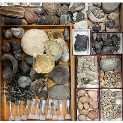 Natural History - A large collection of fossils, mostly comprising fossilised shells, and molluscs, of various size and form, together with a quantity of shells. 