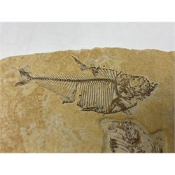Two fossilised fish (Knightia alta) in a single matrix, age; Eocene period, location; Green River Formation, Wyoming, USA, matrix H12cm, L13cm
