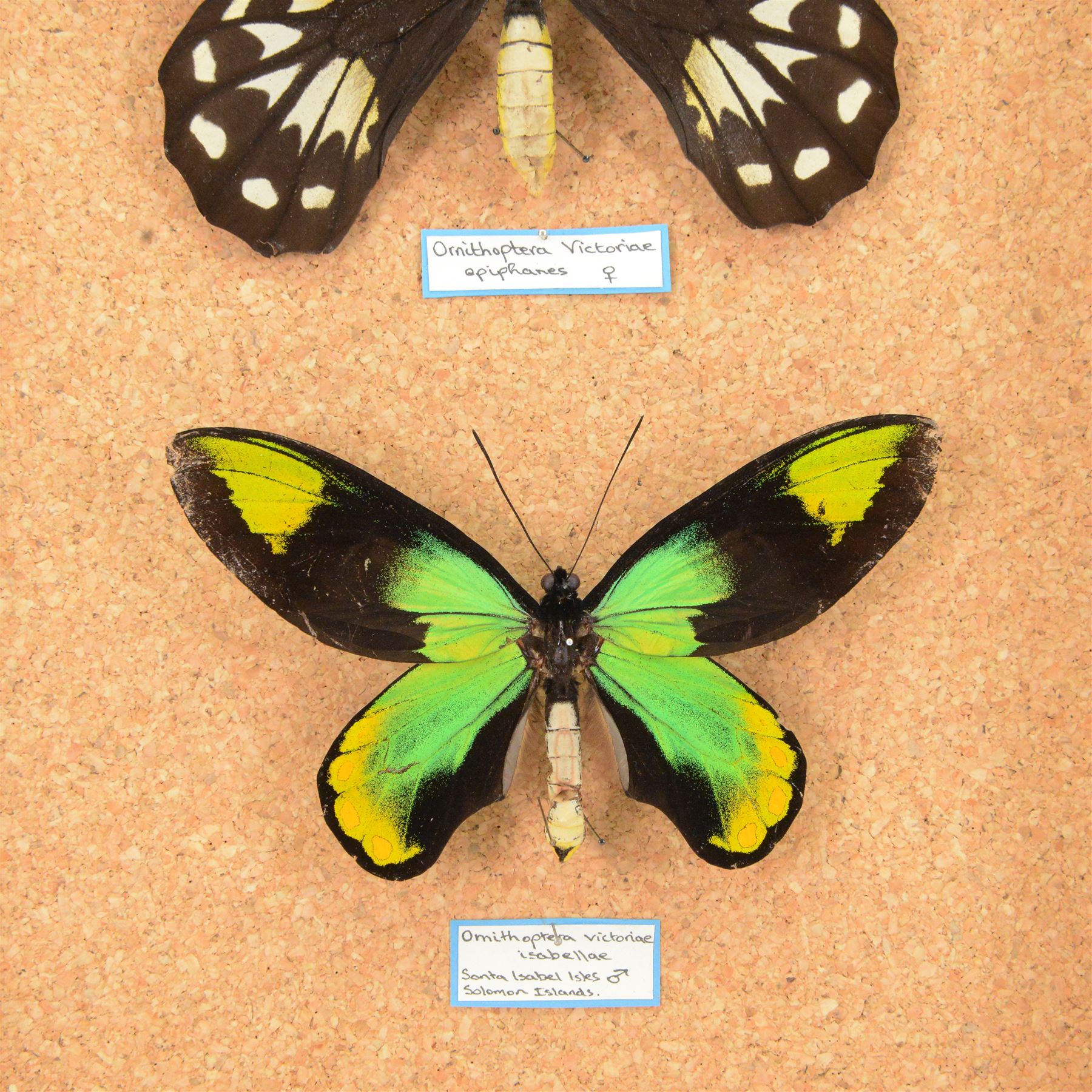Entomology; pair of Queen Victoria birdwing butterflies (Ornithoptera Victoriae), male and female specimens, Please note due to Cities regulations this lot is available to UK buyers only, CITES annex B appendix II.