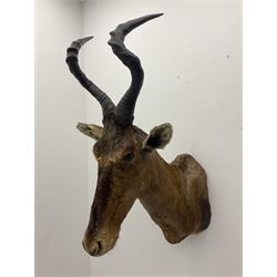 Taxidermy: Cape Red Hartebeest (Alcelaphus caama), circa late 20th century, adult female shoulder mount looking straight ahead H102cm D68cm
