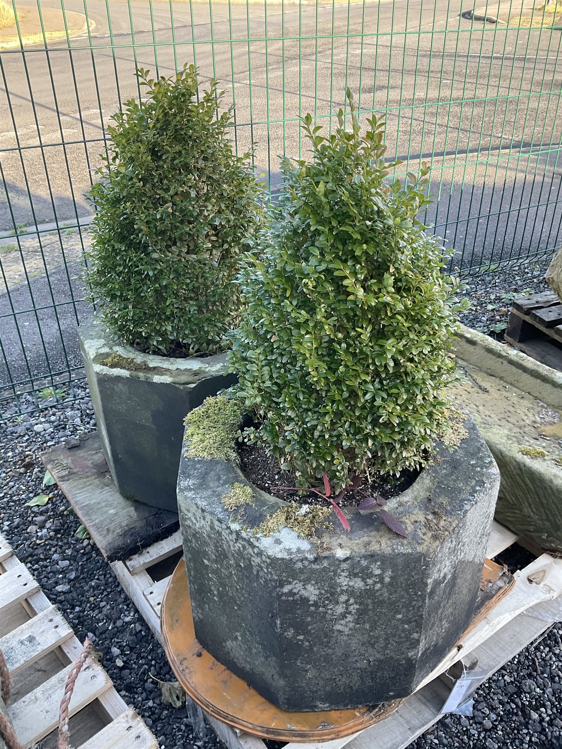 Pair of octagonal composite planter linings, planted - THIS LOT IS TO BE COLLECTED BY APPOINTMENT FROM DUGGLEBY STORAGE, GREAT HILL, EASTFIELD, SCARBOROUGH, YO11 3TX