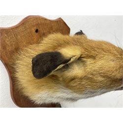Taxidermy; Red fox mask (Vulpes vulpes), with mouth agape bearing teeth, mounted upon oak shield, with brush, shield L26cm