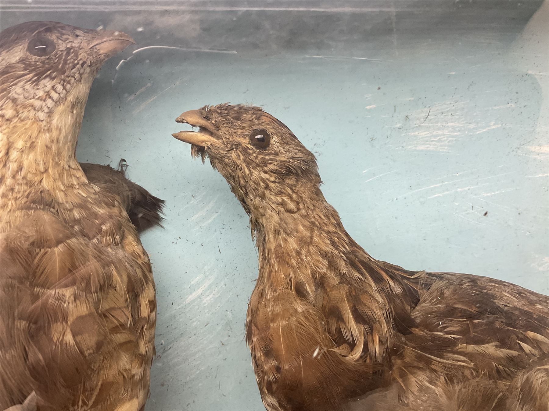 Taxidermy; Cased pair of Ruffed Grouse (Bonasa umbellus), male and female adult mounts, in a naturalistic setting, encased within a single pane display case, H39cm, L68cm
