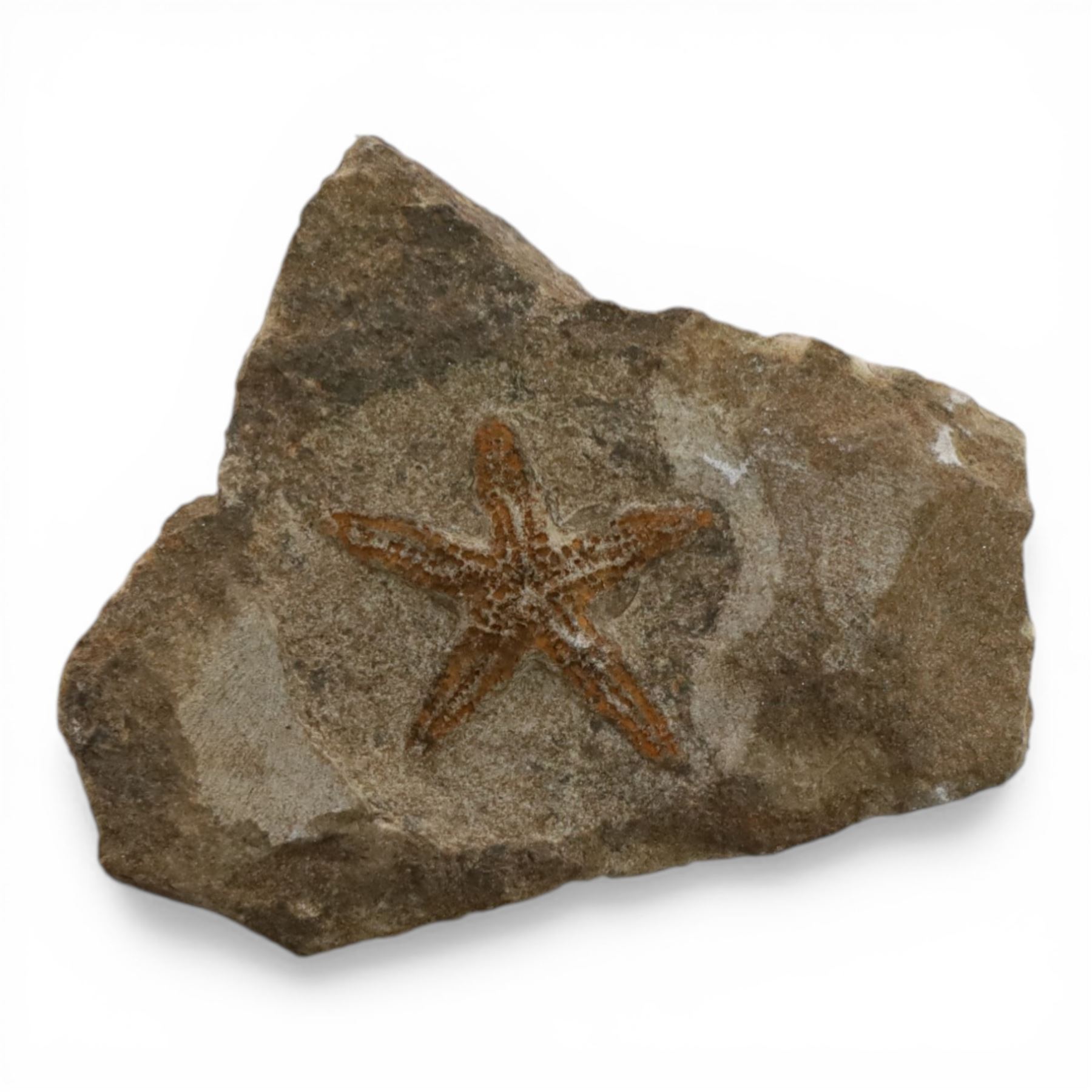 Five starfish fossils, comprising Lapworthura sp age; Ordovician period, location Dorset England, Lapworthura miltoni, age; Silurian period location; Ludlow Shropshire, England, Ophuriodea sp age; Ordovician period, location; Atlas Mountain Morocco, Asteroid sp. age; Ordovician period, location Atlas Morocco and Ophioderma egertoni, age; Jurassic period, location; Dorset Coast England  