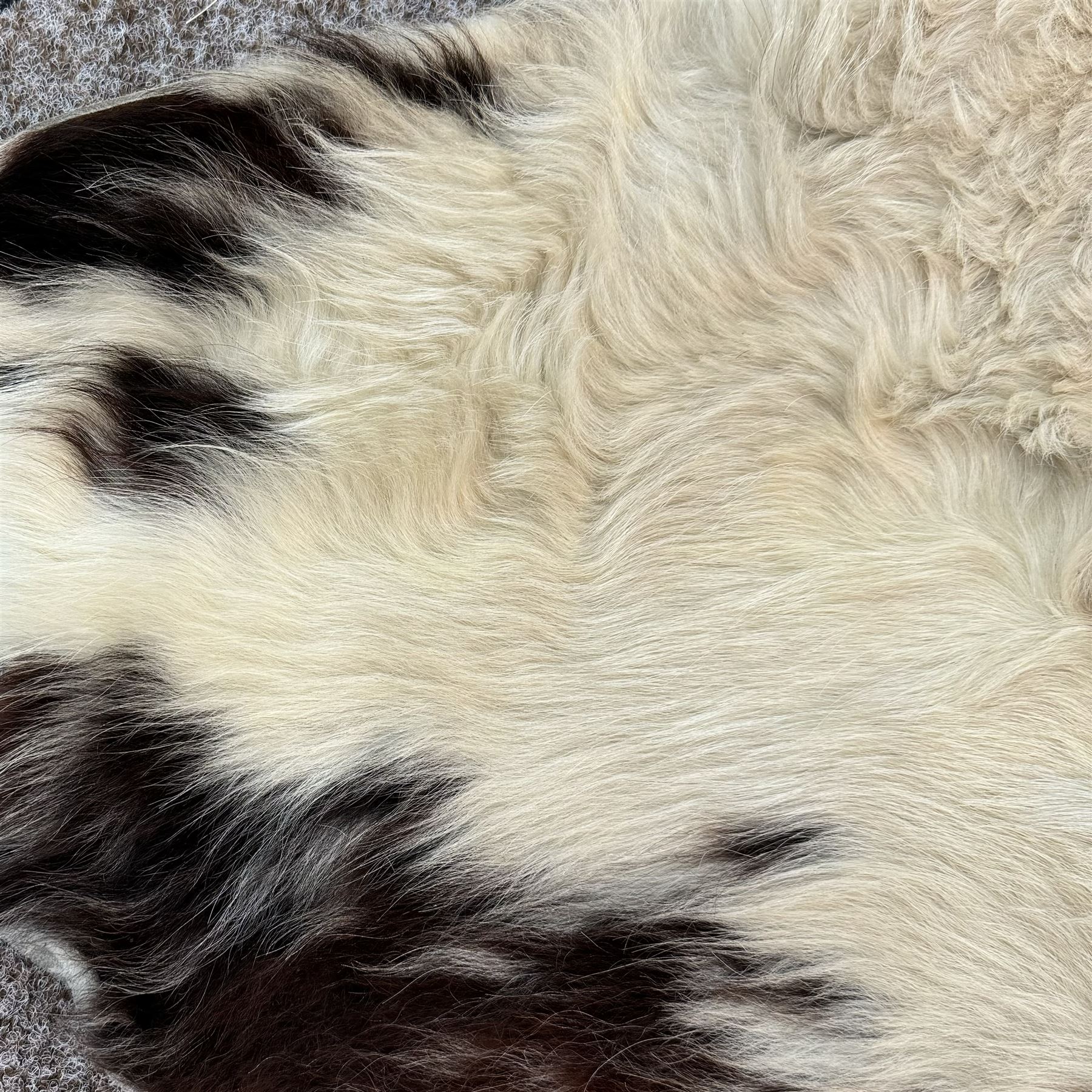 Skins/Hides: Large cow hide rug (Bos taurus), with dark brown and white dapple pattern, W78cm