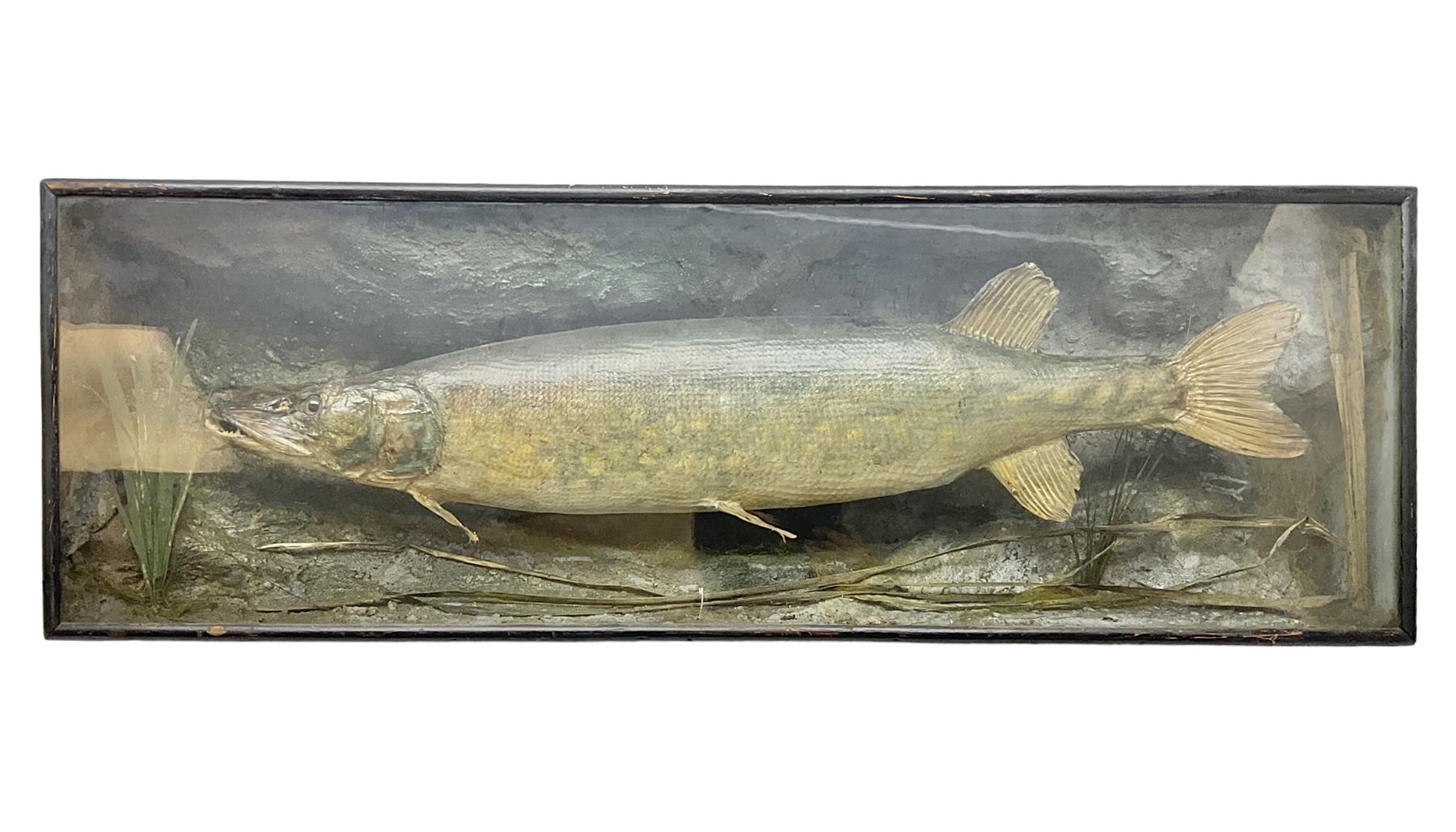 Taxidermy: Cased Northern Pike (Esox lucius), a large preserved skin mount set within a rocky river bed,  encased within a single pane display case, H41cm, L122cm