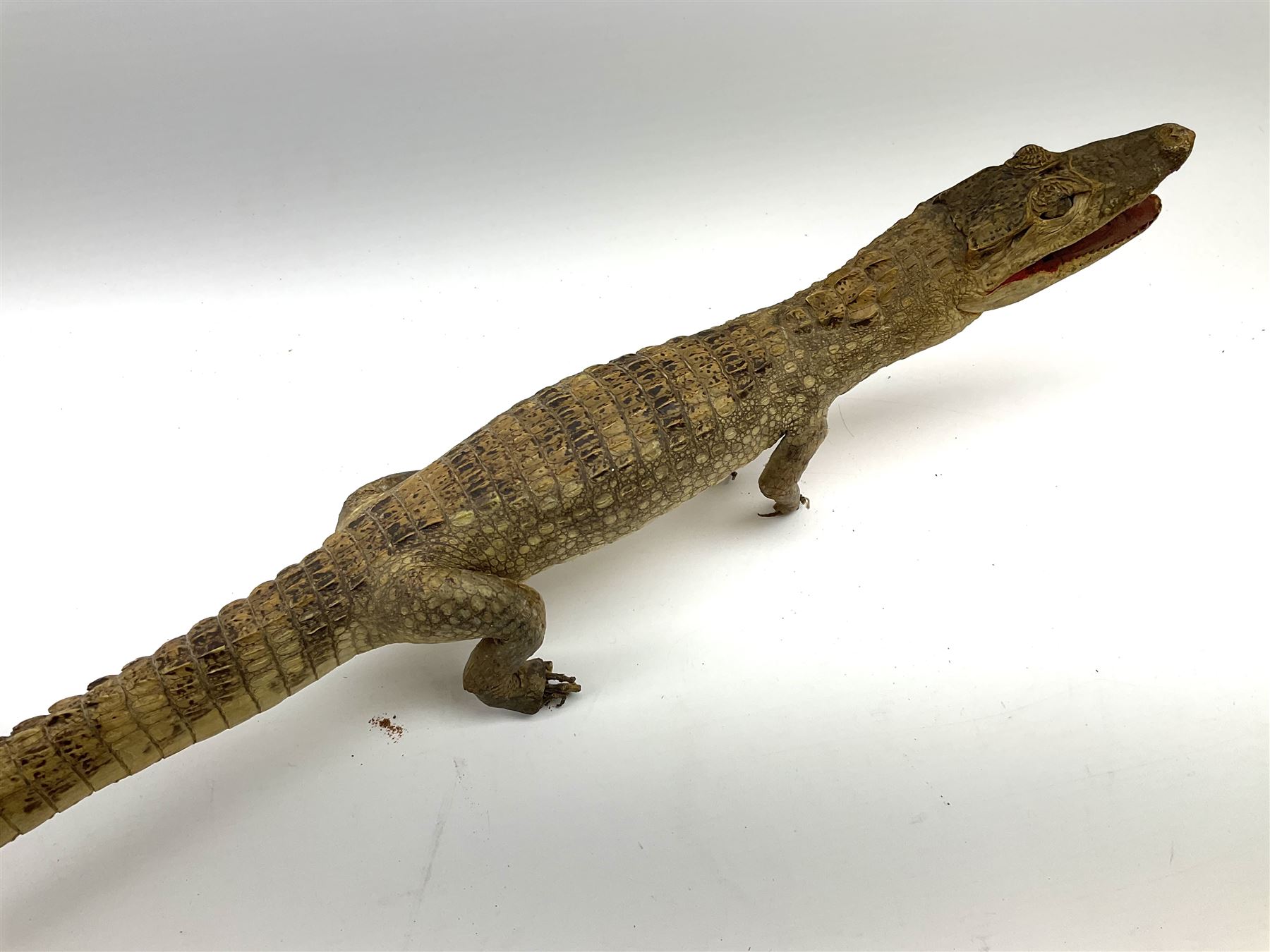 Taxidermy: Spectacled Caiman (Caiman crocodilus), H16cm, L64cm.