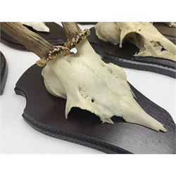 Antlers/Horns: Roe Deer (Capreolus capreolus) ten pairs of roe deer antlers mounted upon wooden shields, shield H20cm 